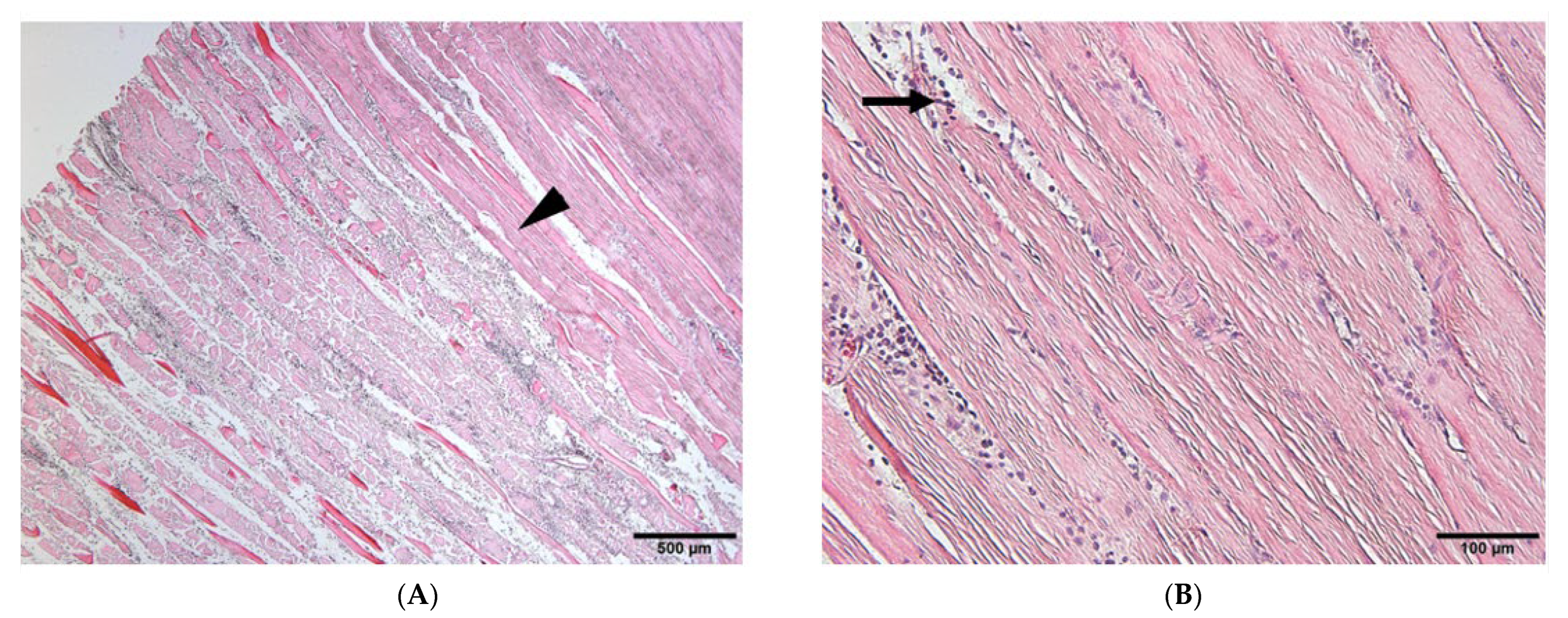 Materials 17 00880 g005 Materials 17 00880 g005