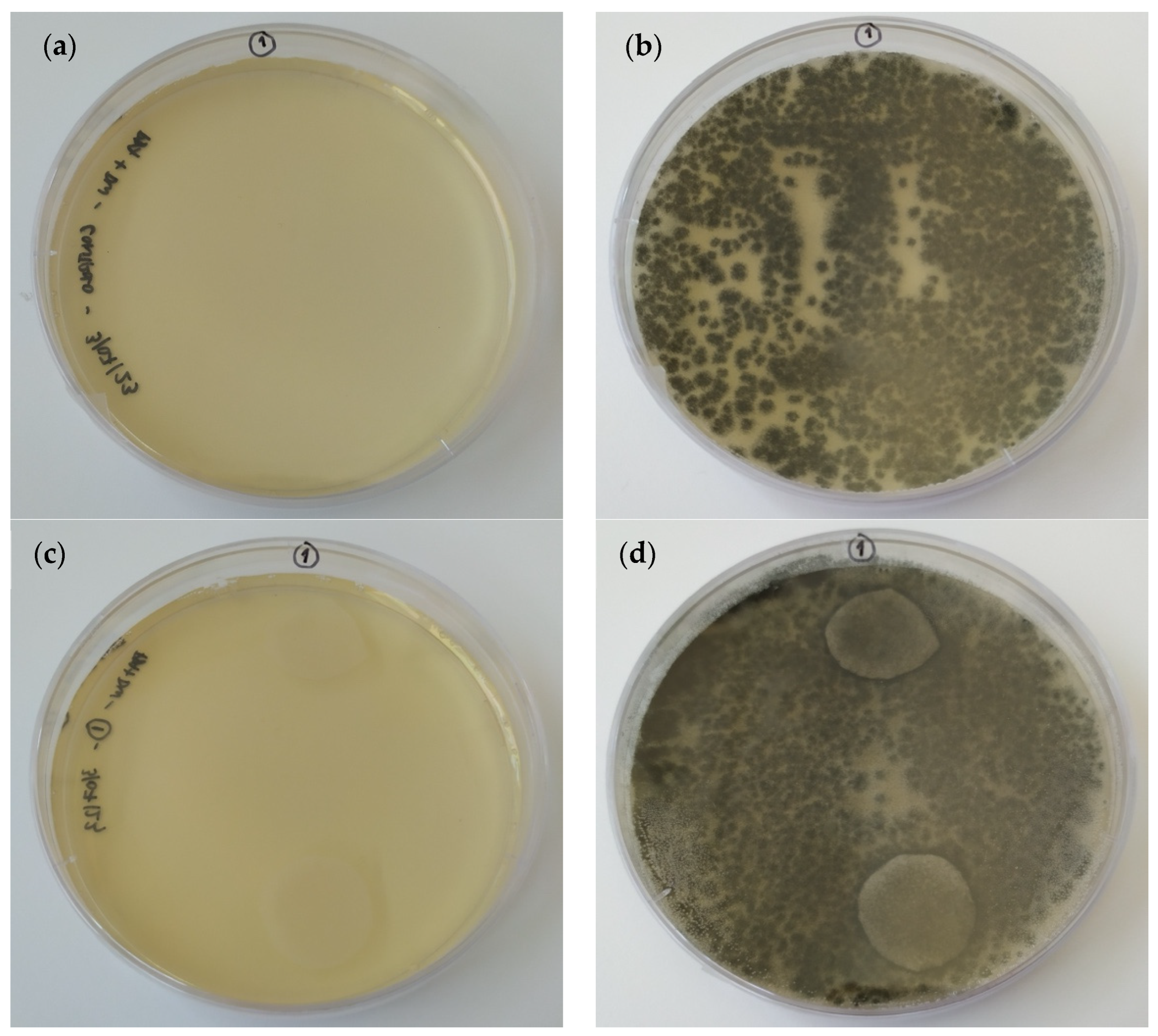 Materials 17 01668 g016