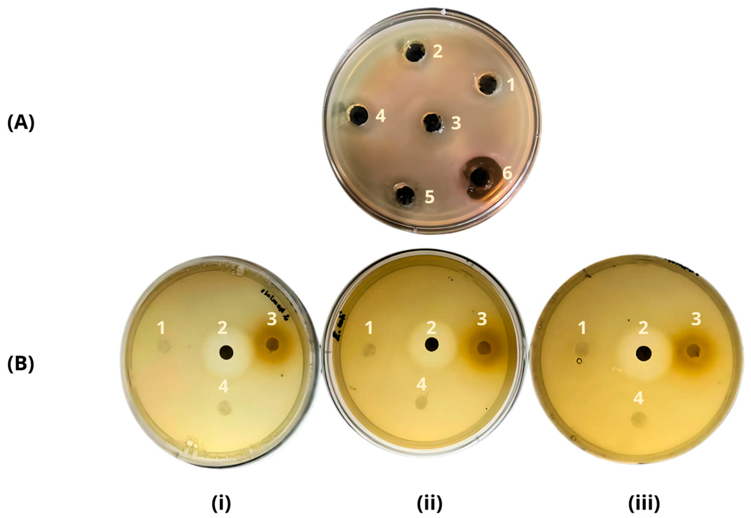 Materials 17 04705 g002