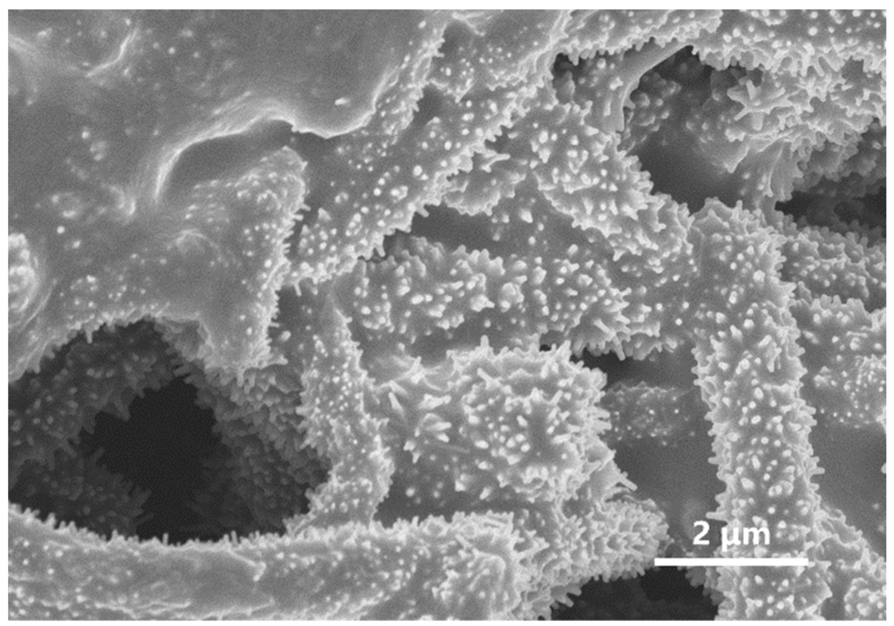 Materials 17 04788 g005