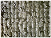 Materials 17 04898 i009