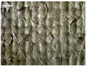 Materials 17 04898 i015