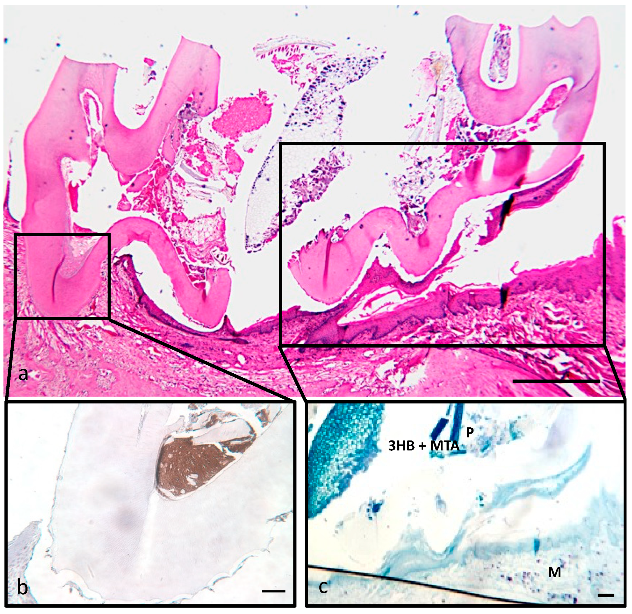 Materials 17 05384 g004