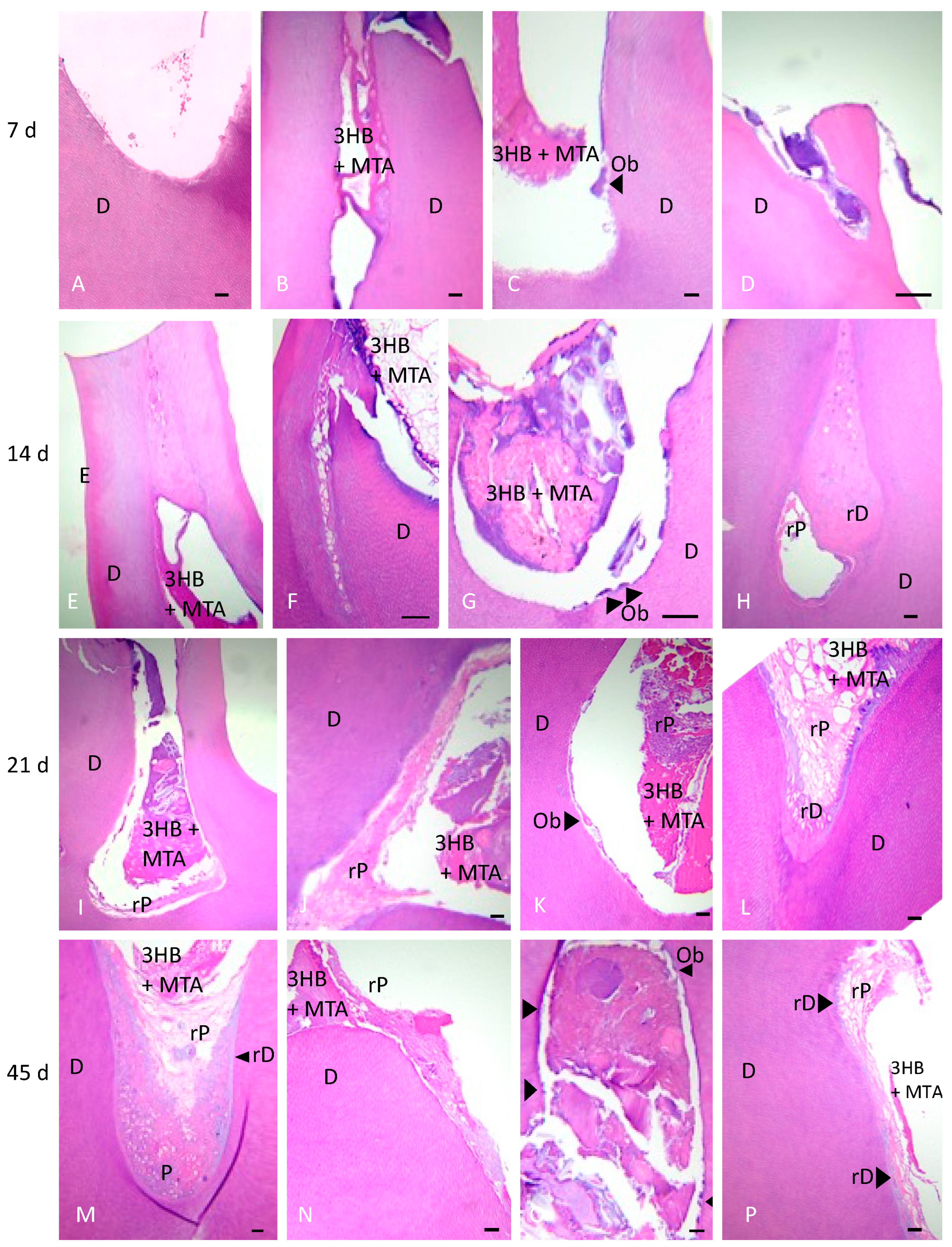 Materials 17 05384 g005