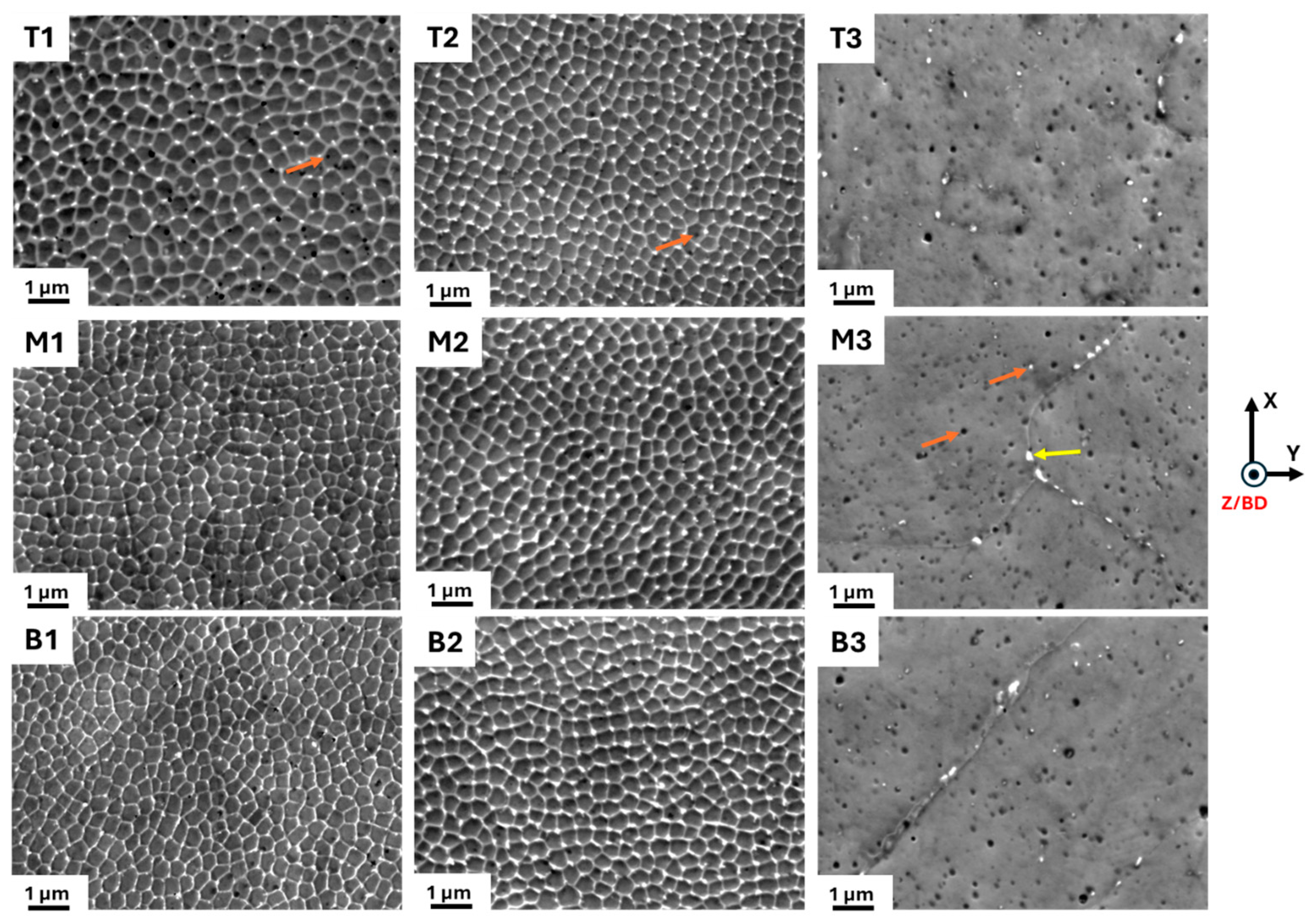 Cell Structure in LPBF 316L—Microstructural Heterogeneity, Thermal ...