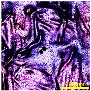 Materials 18 02042 i006