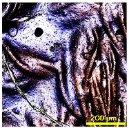 Materials 18 02042 i012