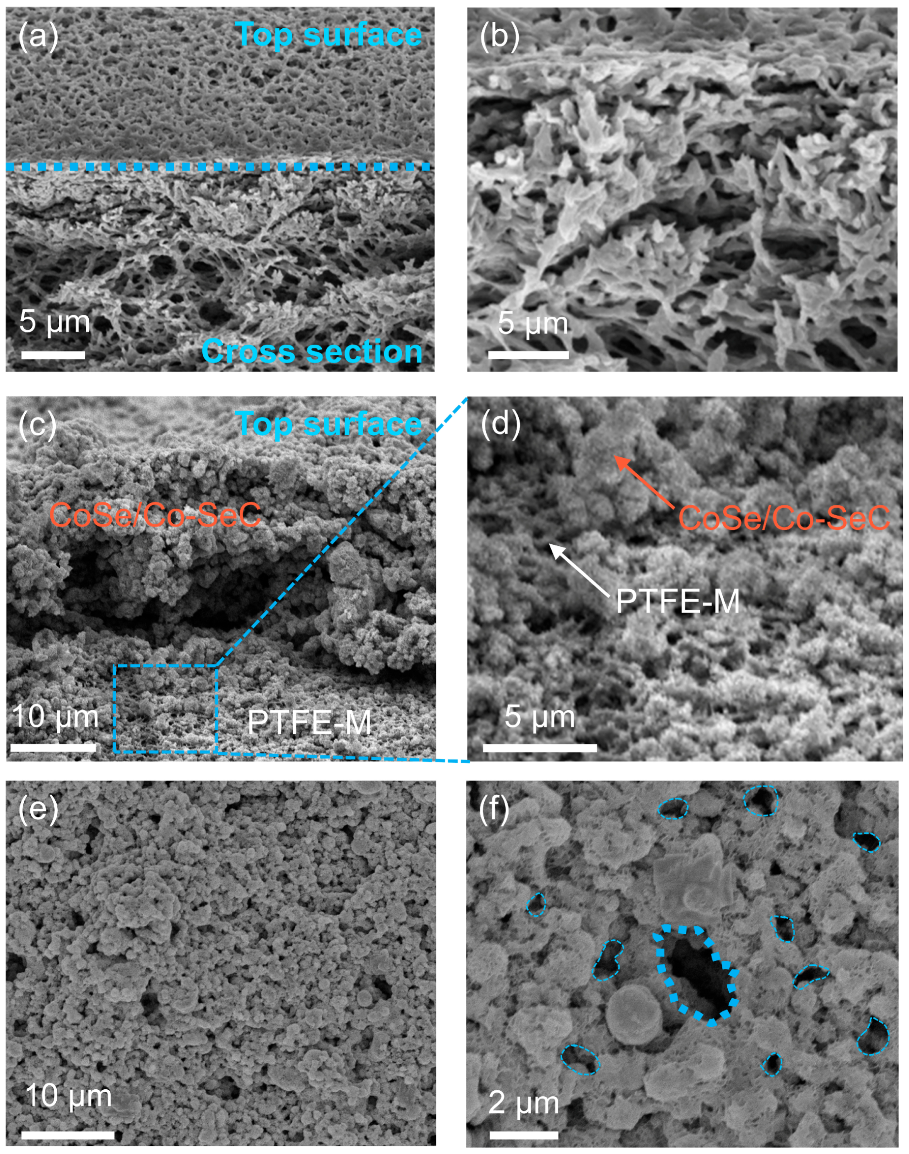 Conduction Gradient Uneven Hydrophilic–Hydrophobic Nanoflowers Enhancing Solar Interface ...