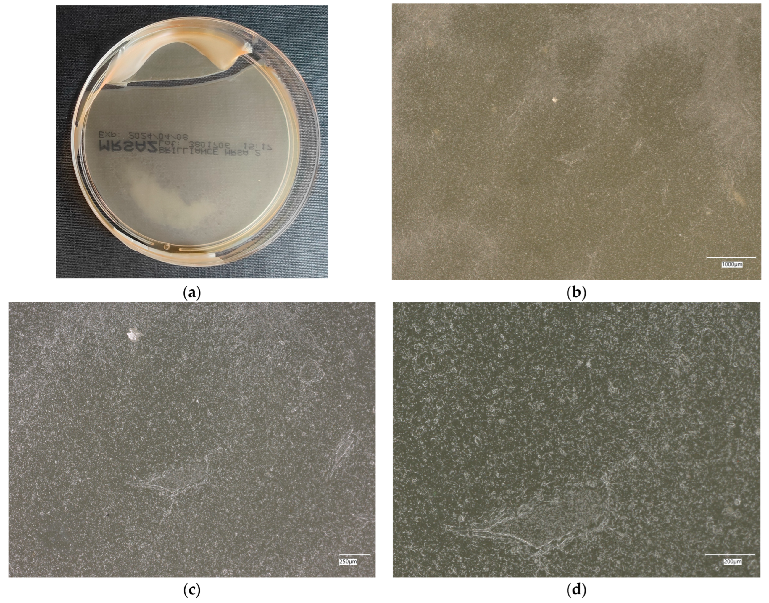 Materials 18 02560 g014 Materials 18 02560 g014