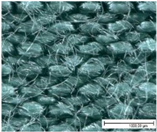 Materials 18 02655 i022