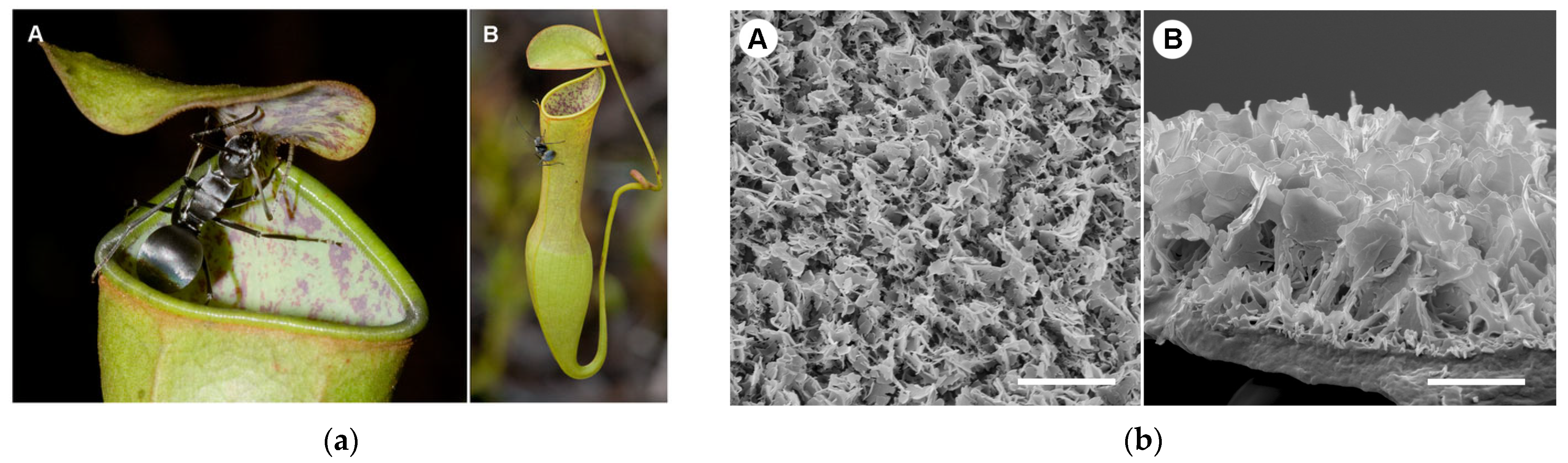 Materials 18 02890 g005