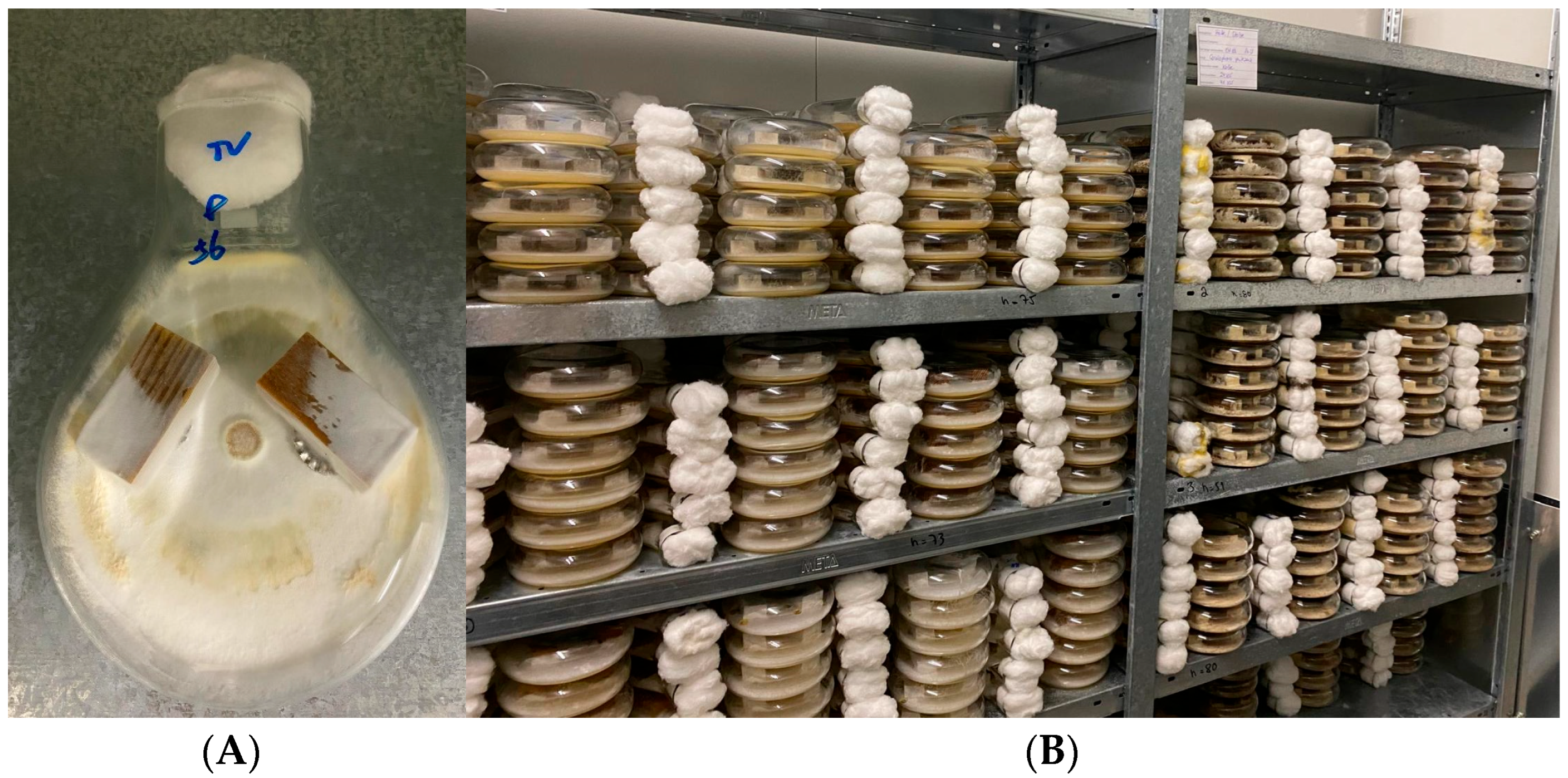 Materials 18 02985 g002