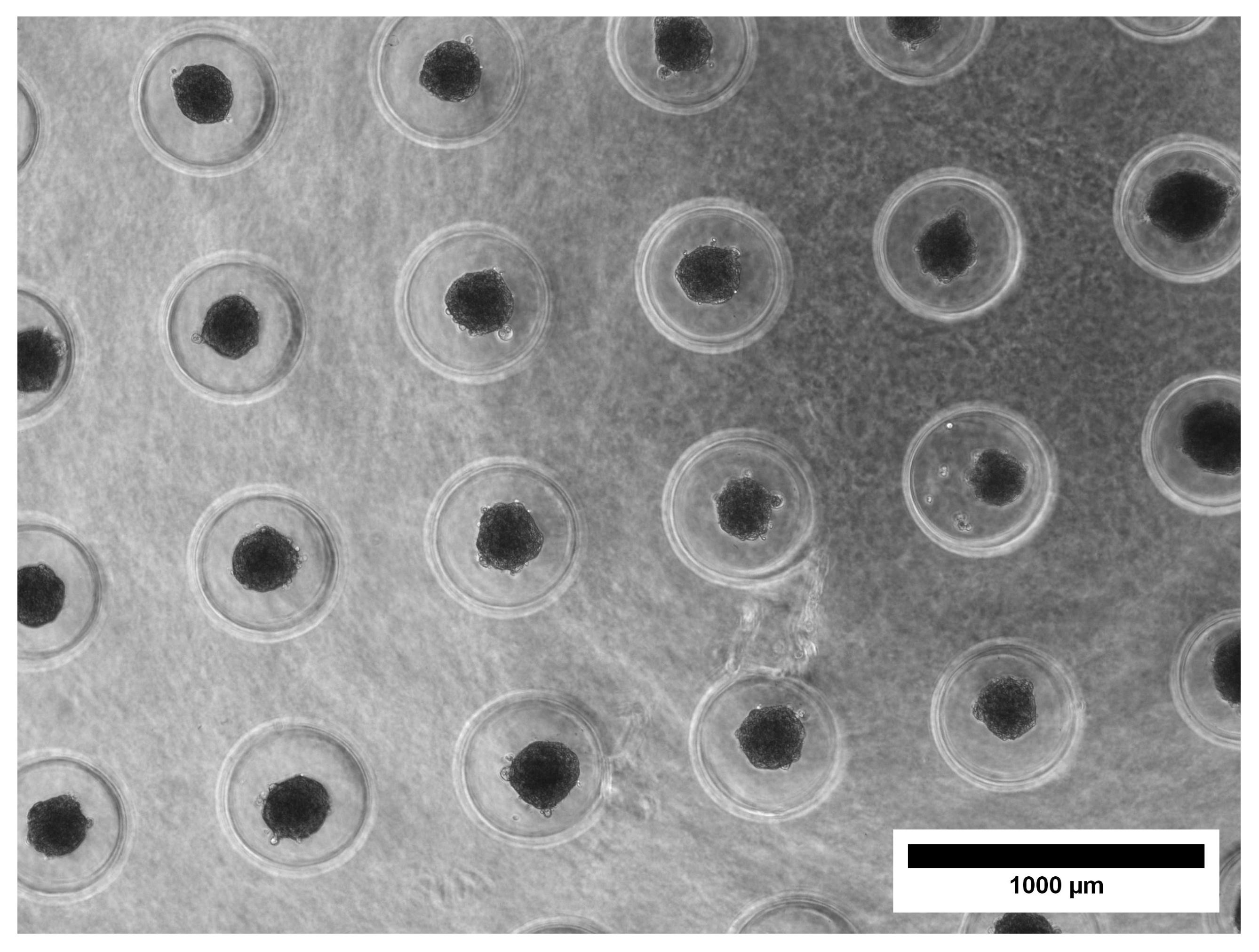 Materials 18 03538 g002