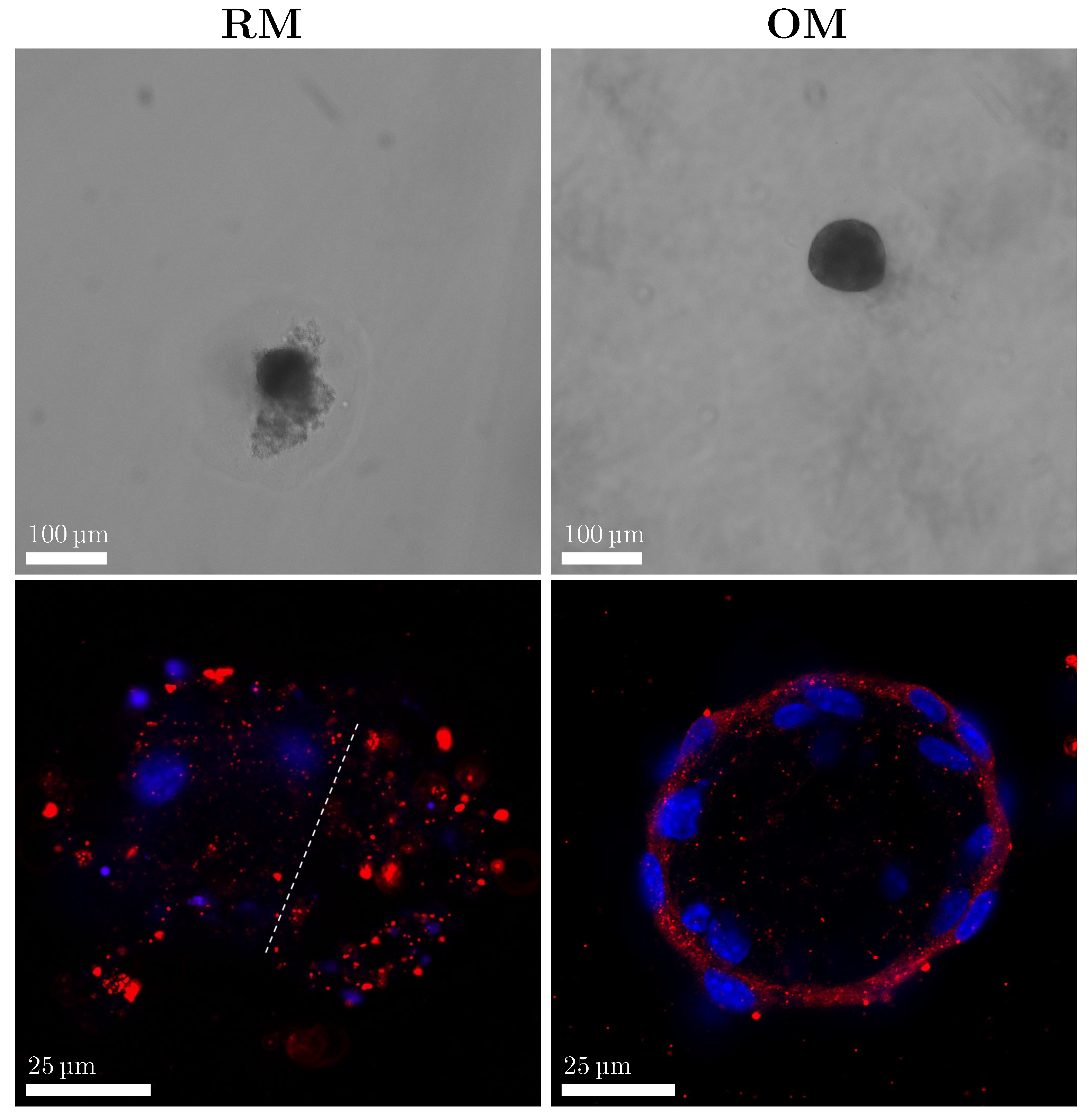 Materials 18 03538 g004