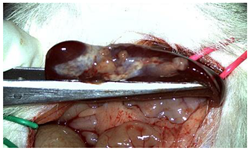 Materials 18 03581 i007