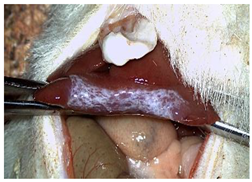 Materials 18 03581 i010