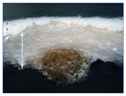 Materials 18 04041 i004 Materials 18 04041 i004