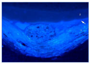 Materials 18 04041 i008 Materials 18 04041 i008