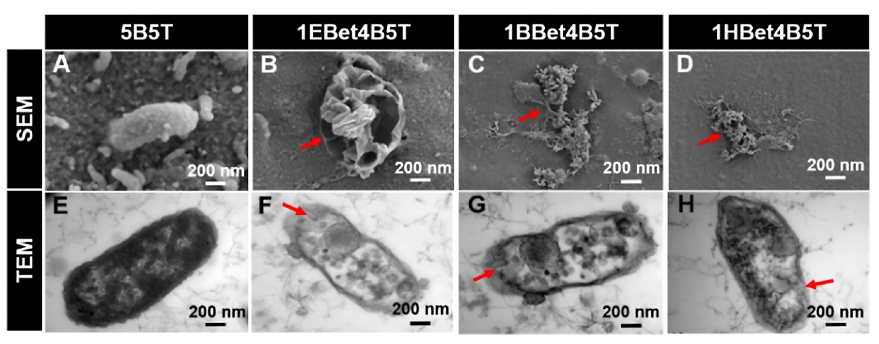 Materials 18 04844 g004