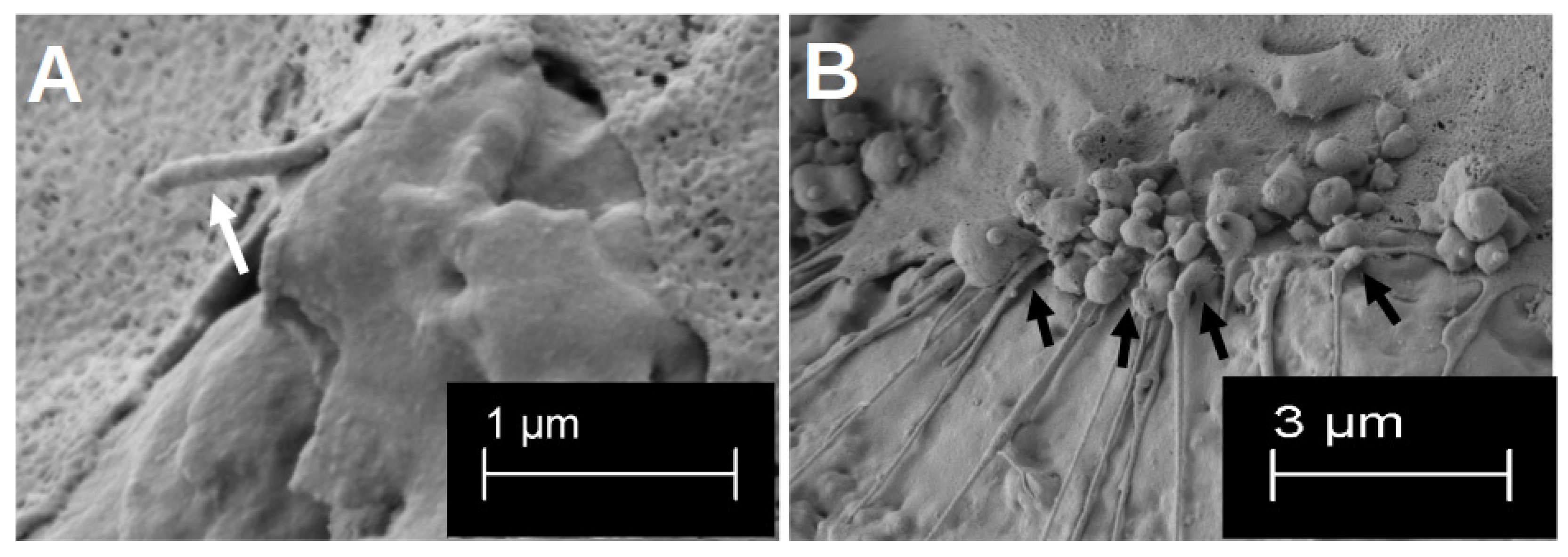 Materials 18 05012 g003 Materials 18 05012 g003