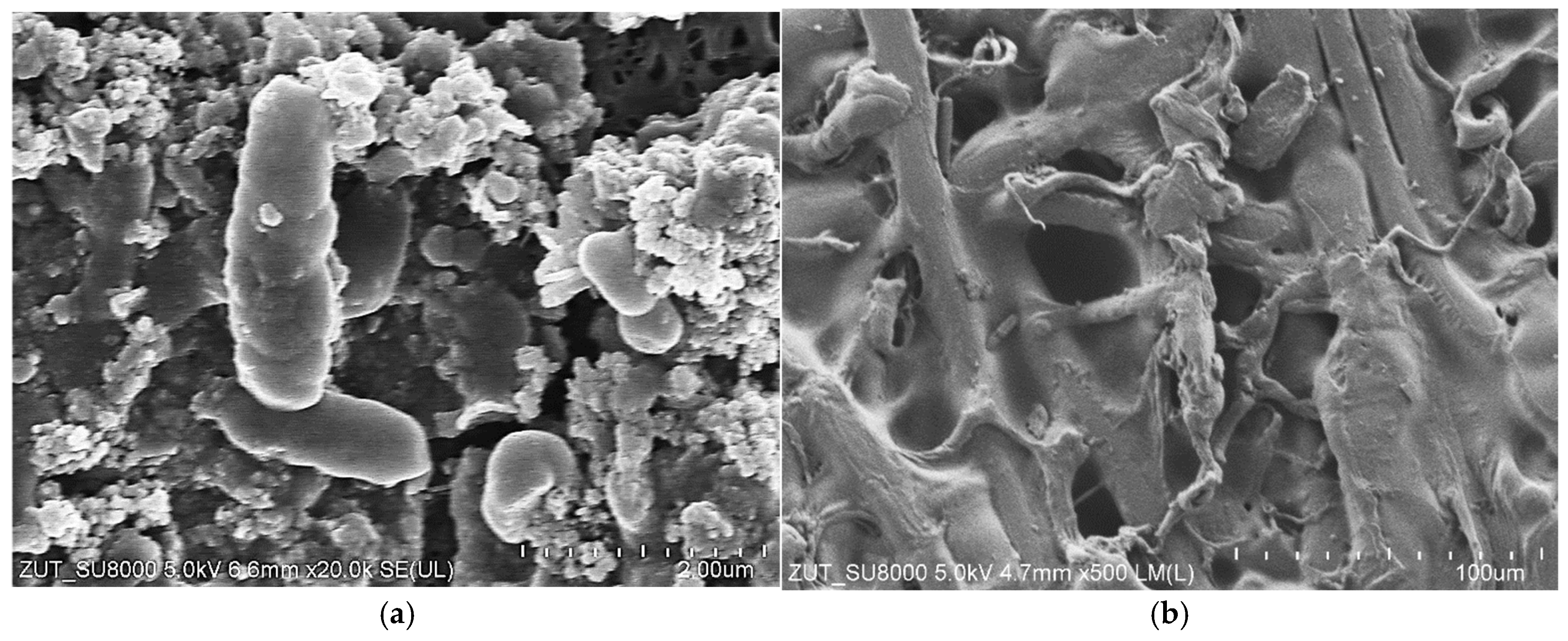 Materials 19 00324 g003