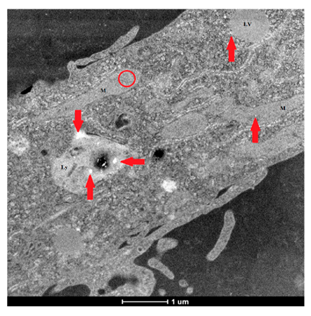 Materials 19 00905 i010 Materials 19 00905 i010