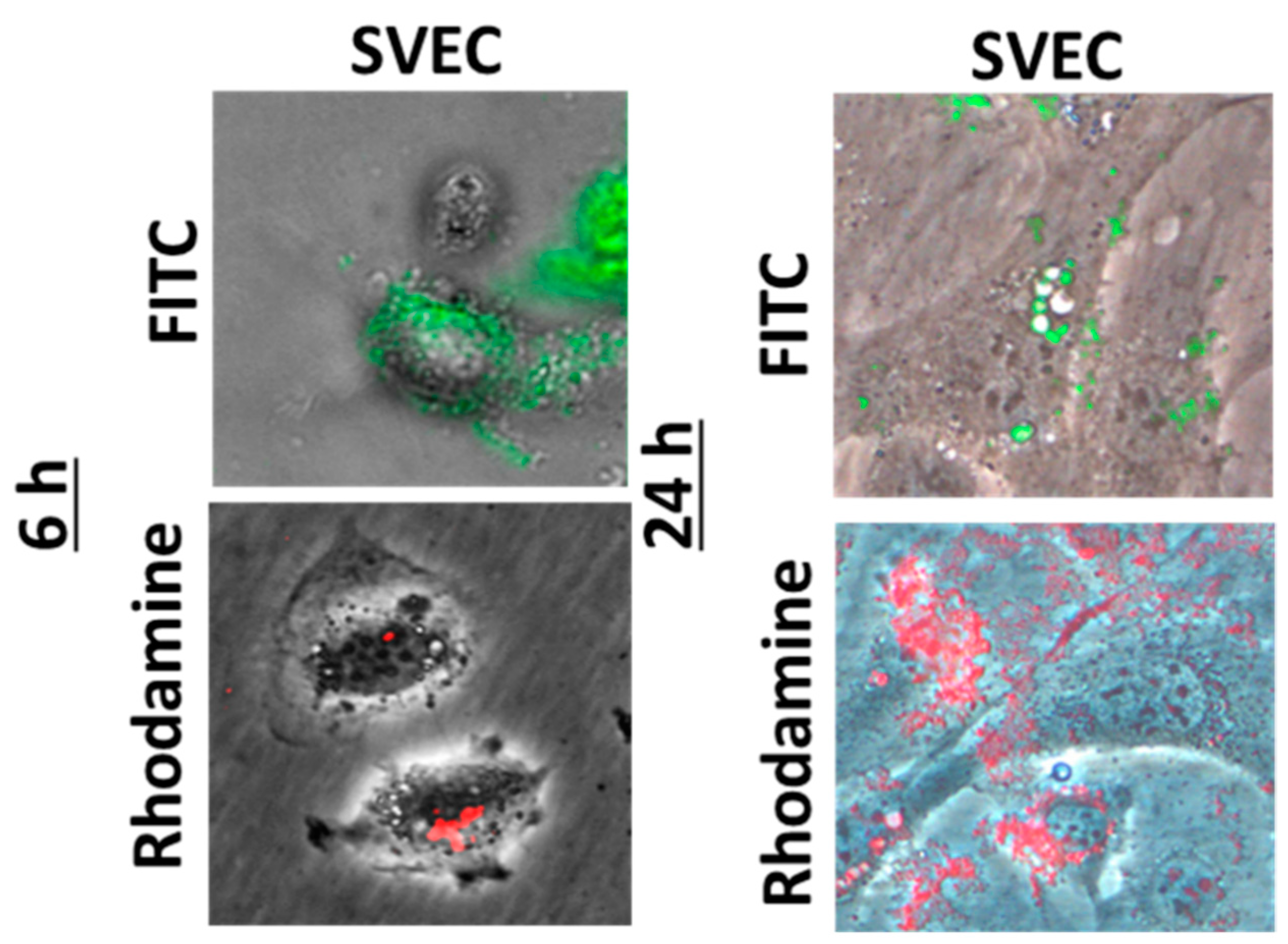 Materproc 04 00012 g002