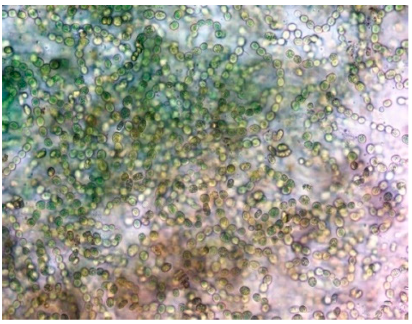 Materproc 13 00006 g006