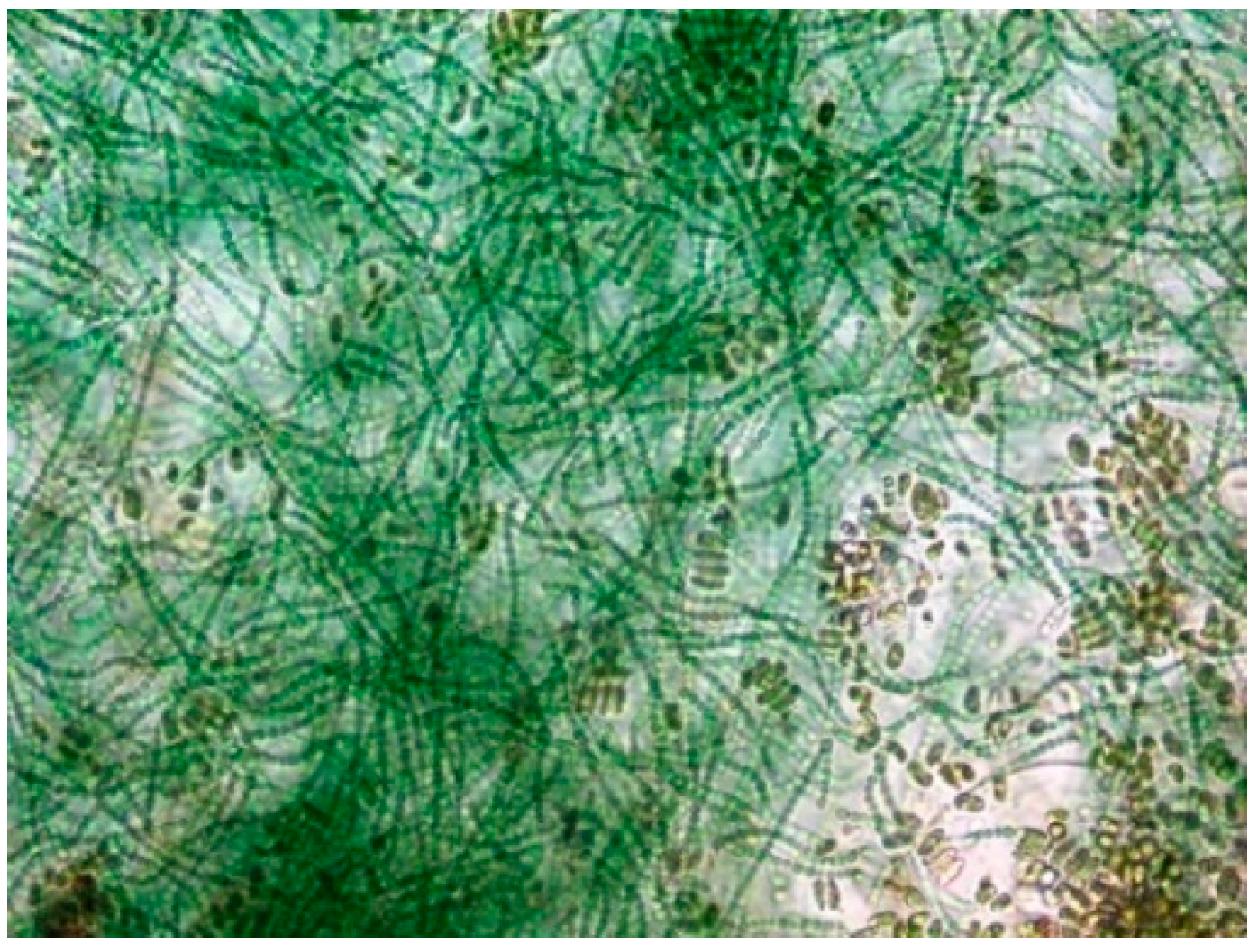 Materproc 13 00006 g008