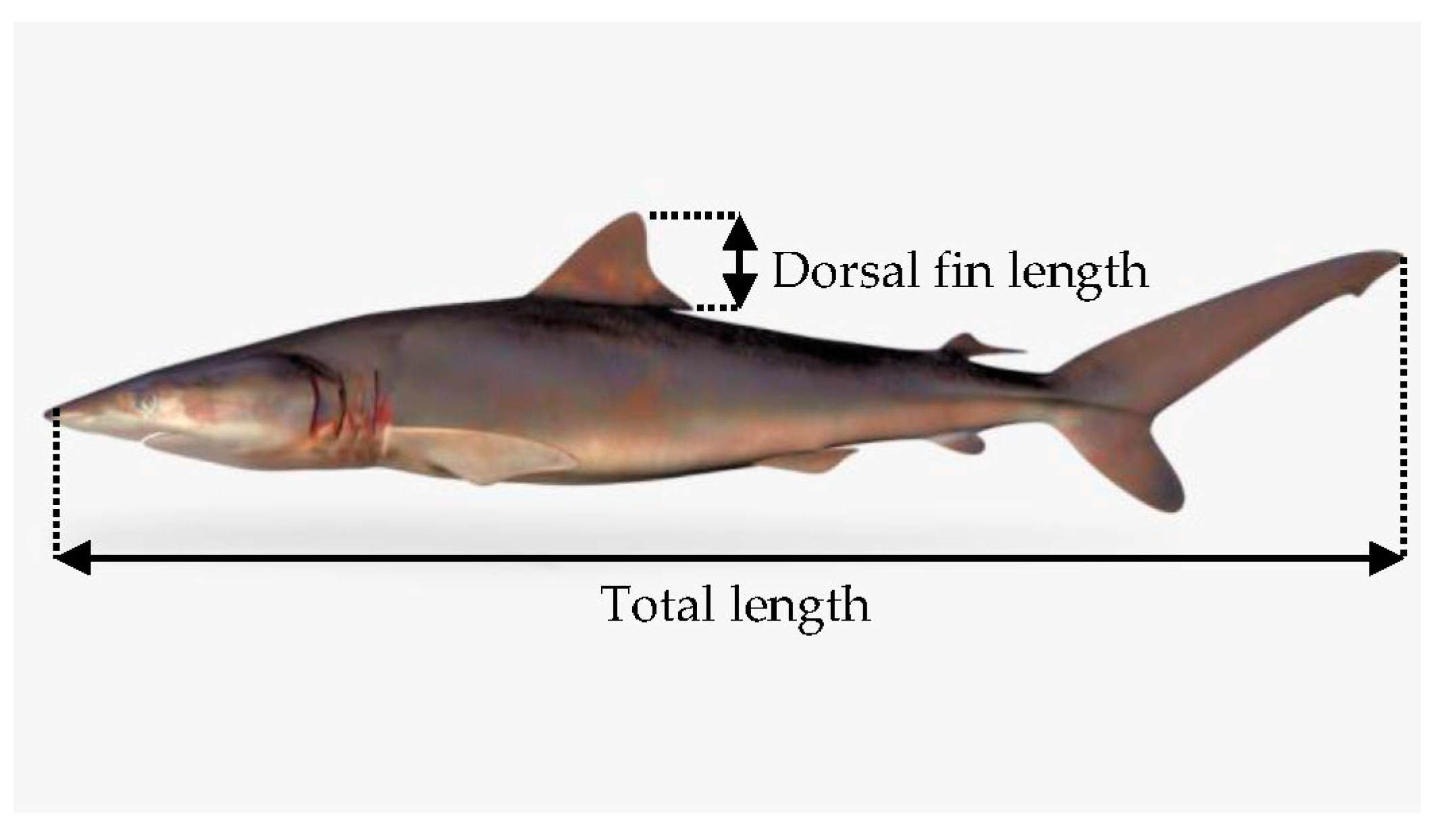 Mathematics 08 00977 g004 Mathematics 08 00977 g004