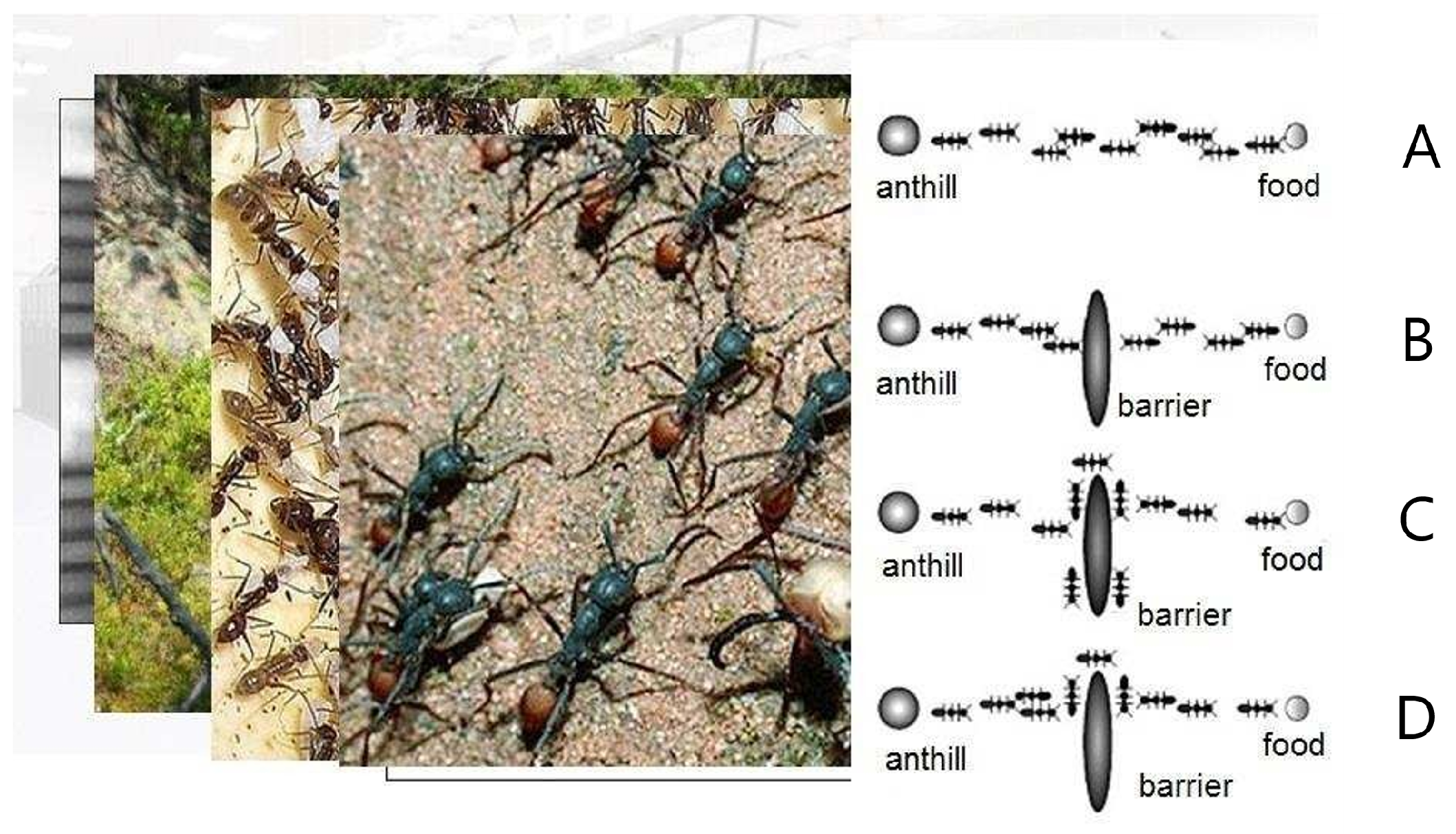 Mathematics 09 01314 g001