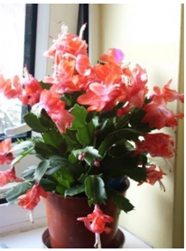 Mathematics 09 02374 i006