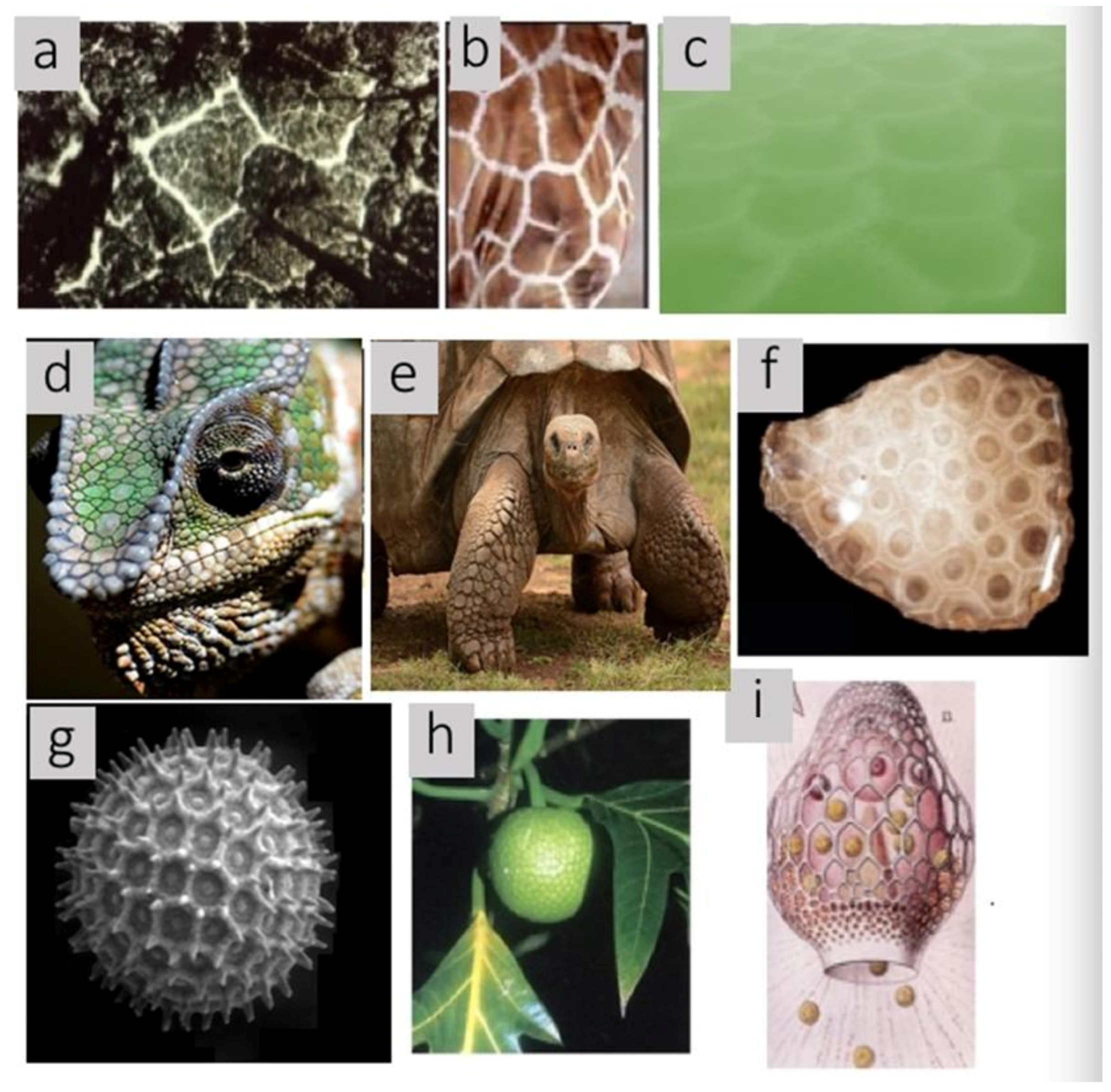 Mathematics 09 02726 g001