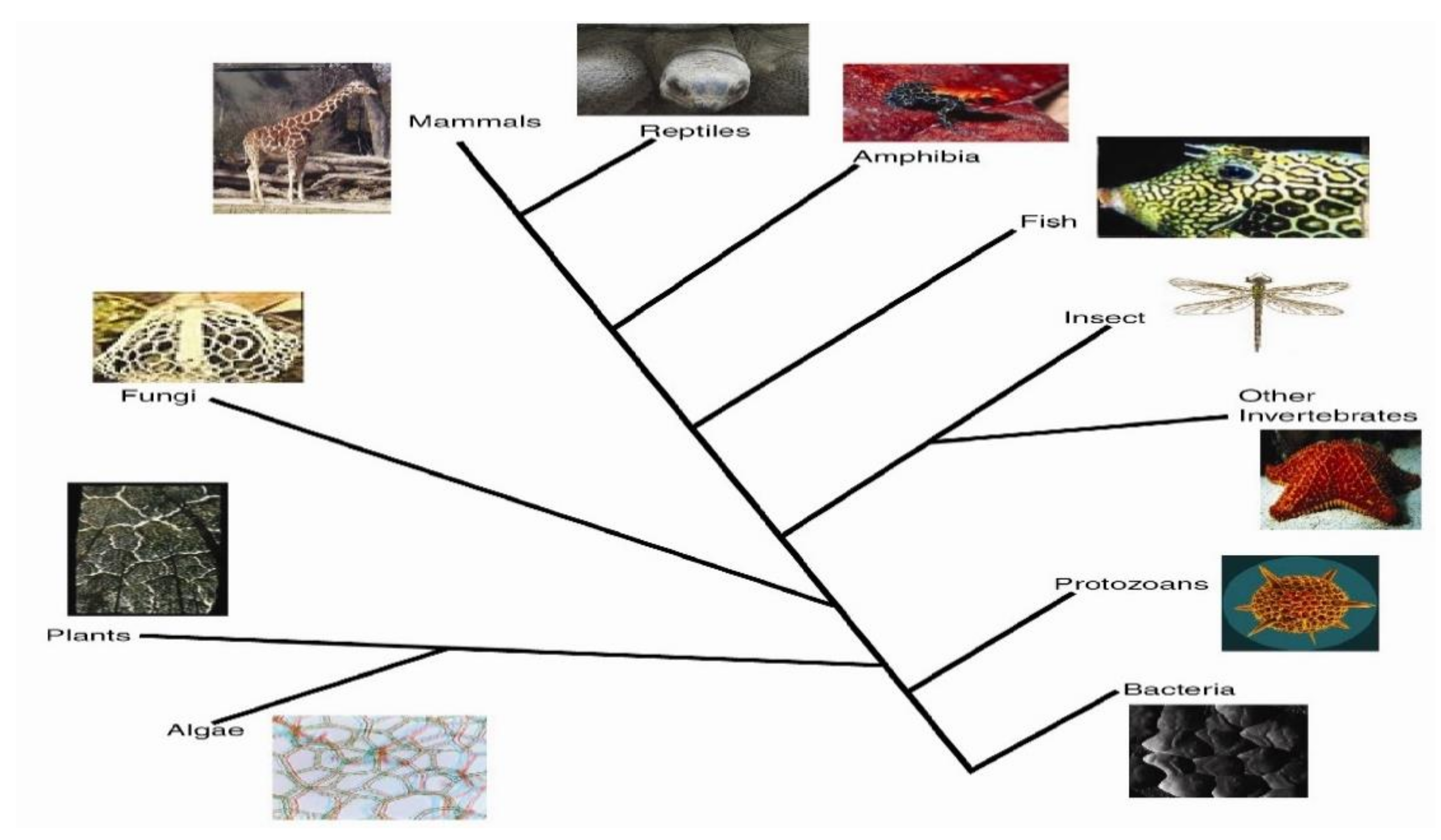 Mathematics 09 02726 g006