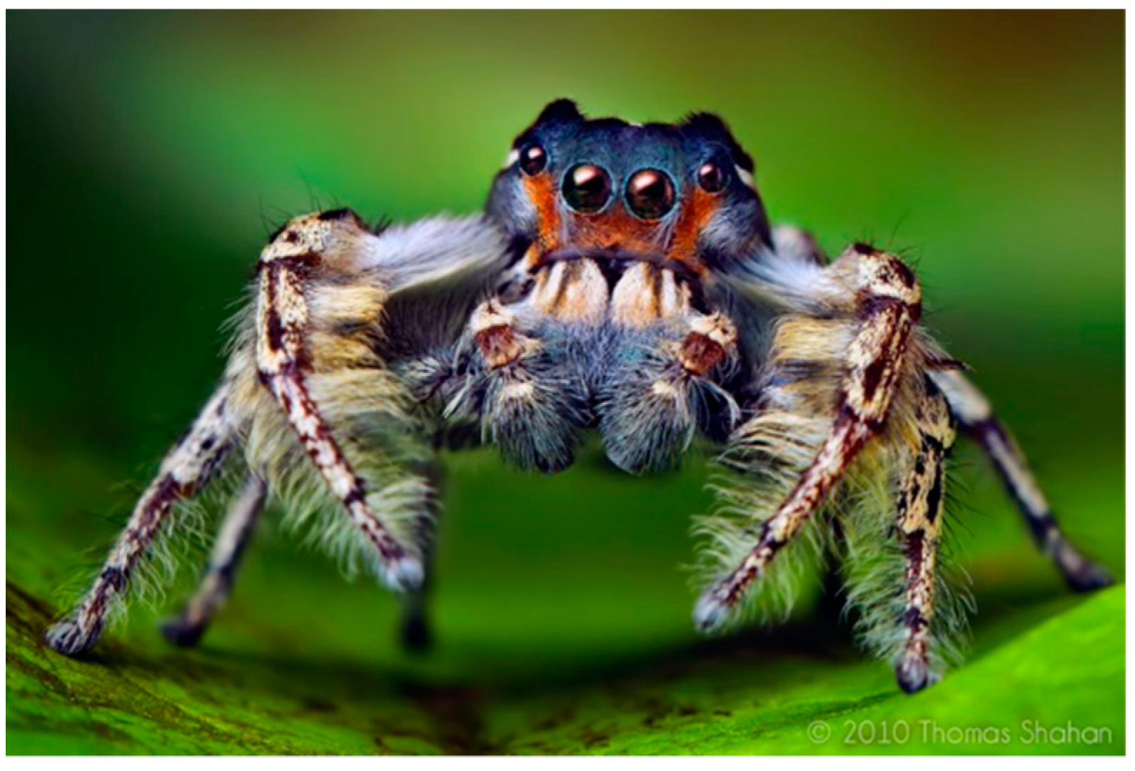 Mathematics 10 00102 g002