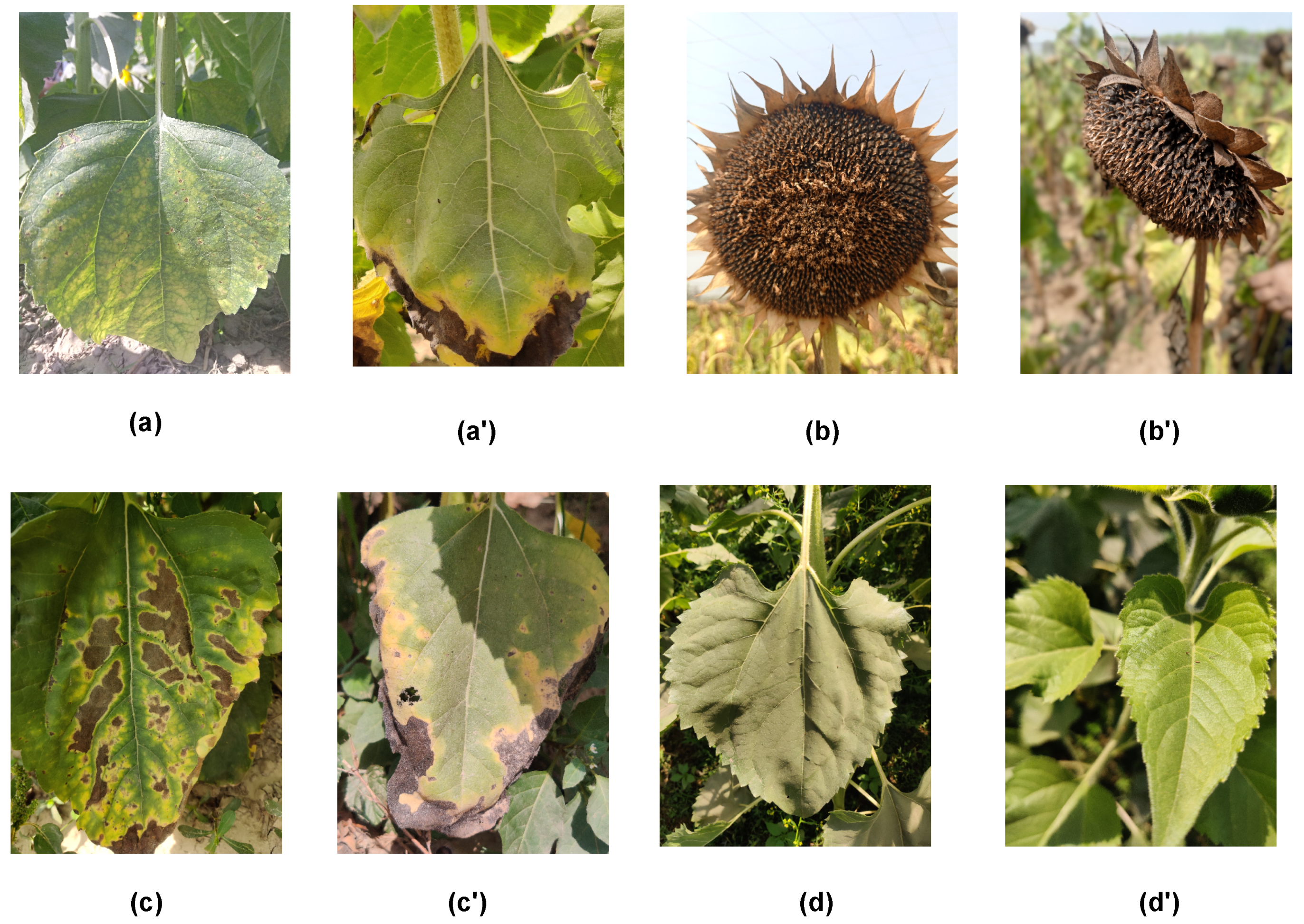 Mathematics 11 02241 g002