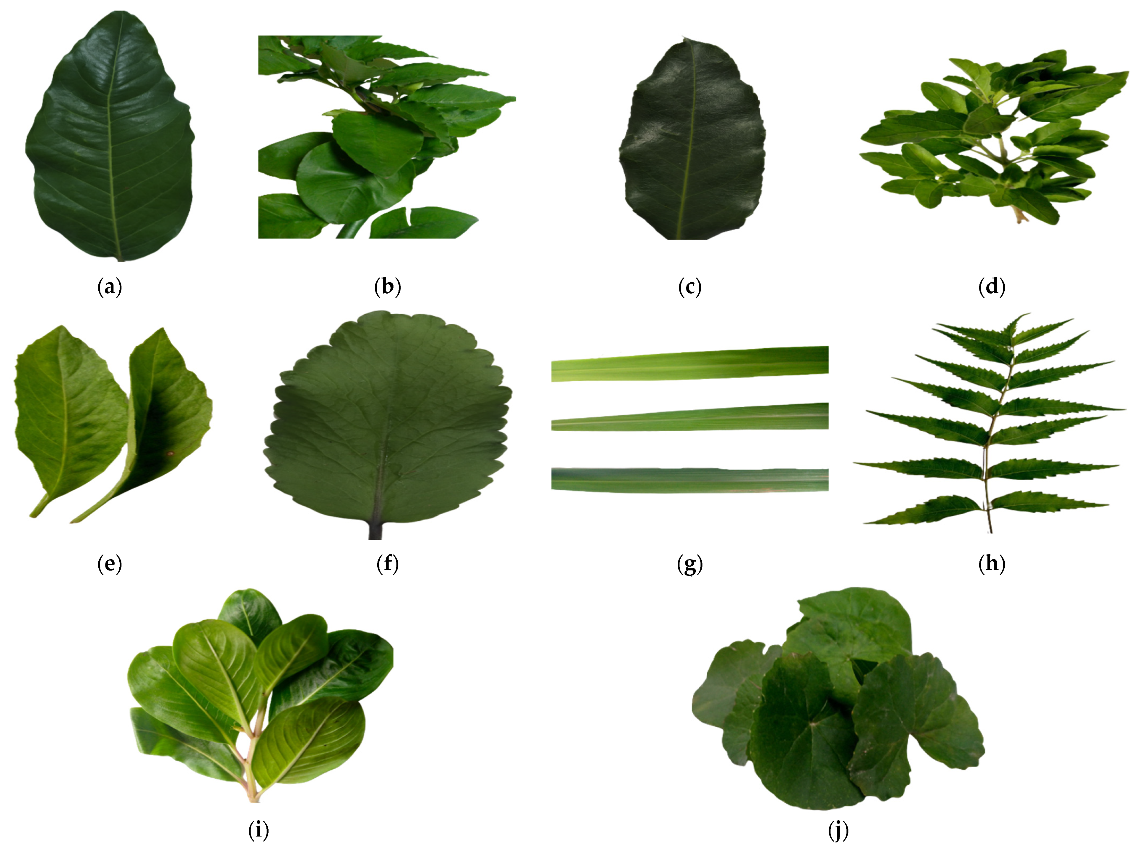 Mathematics 11 03504 g002