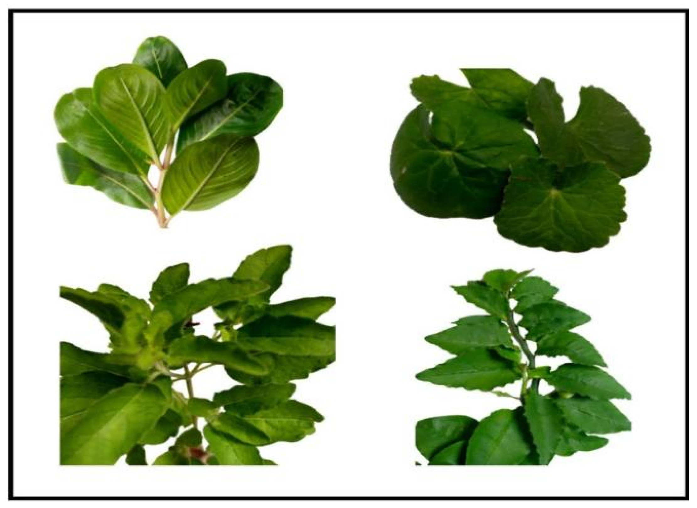 Mathematics 11 03504 g004