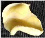 Mathematics 12 00368 i002