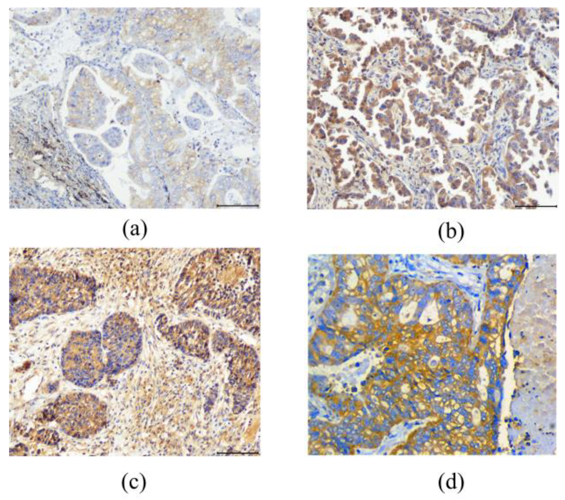 Mathematics 13 00417 g001