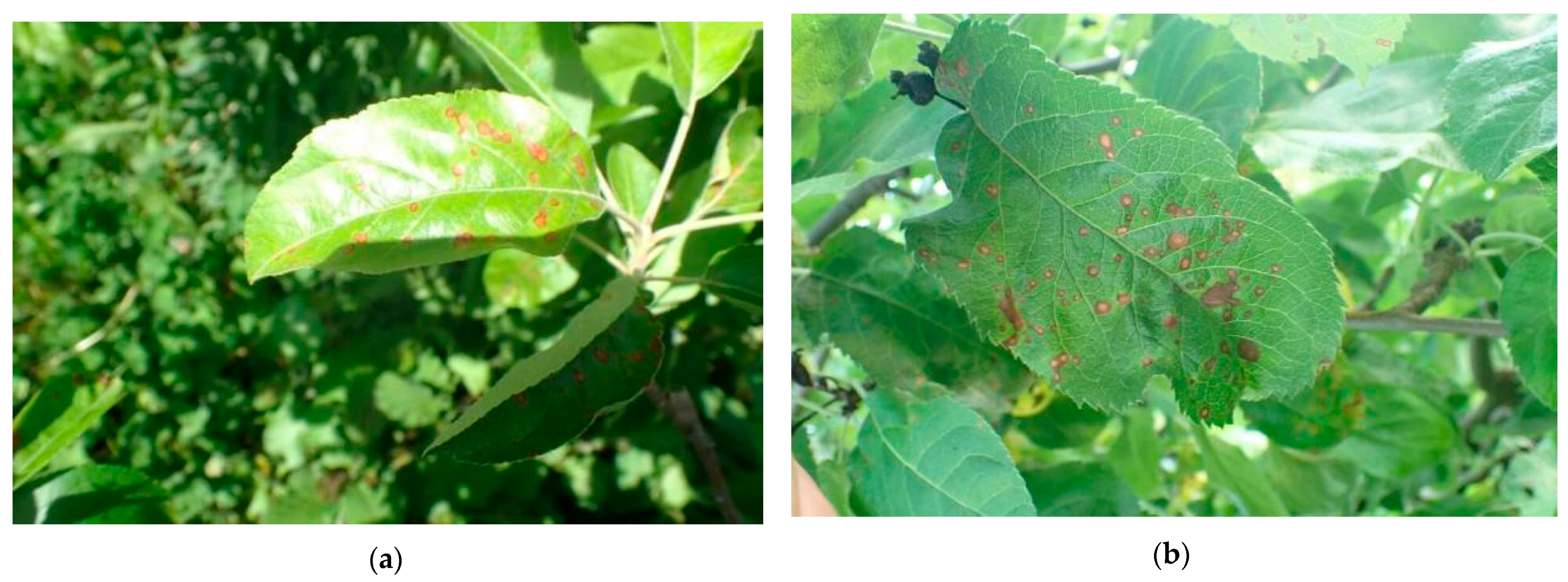 Mathematics 13 00840 g012