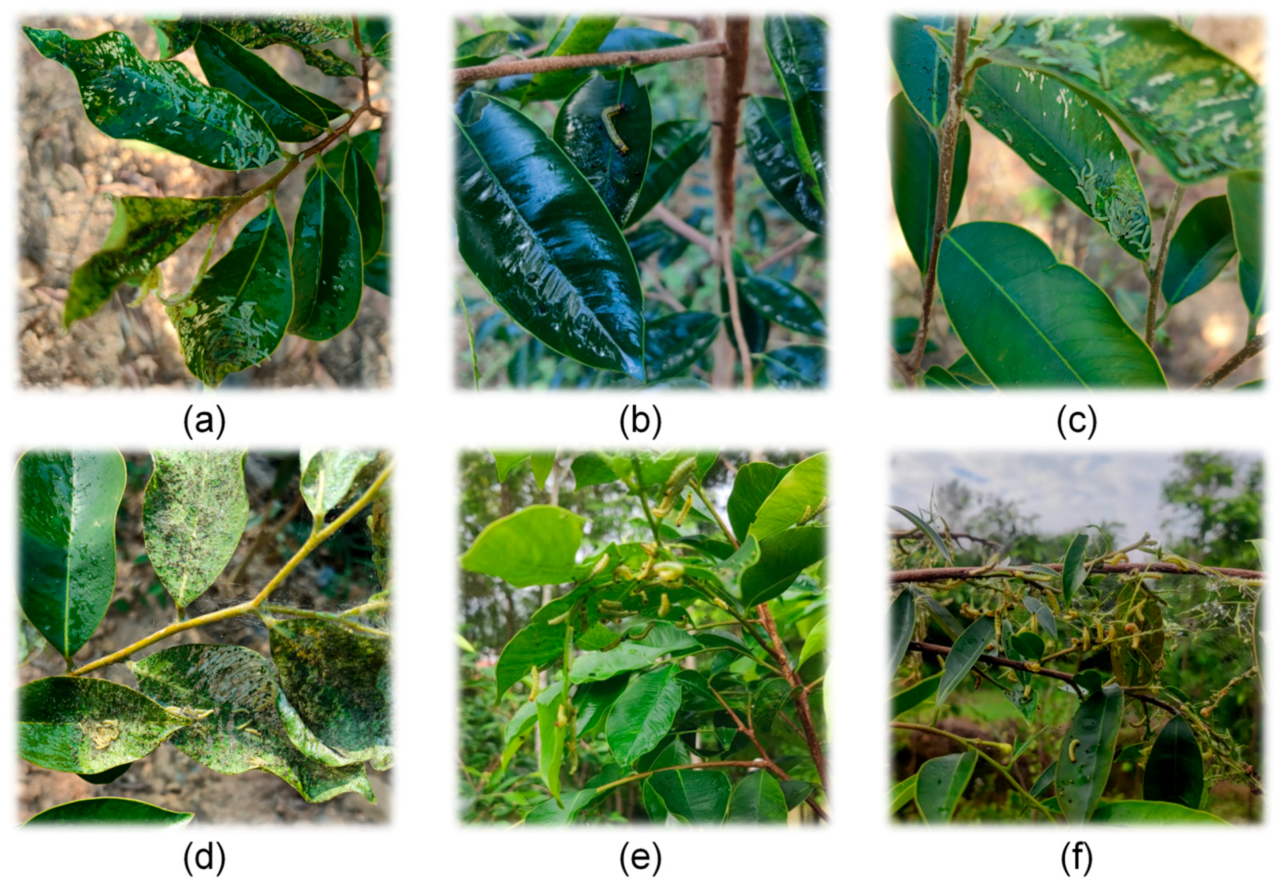 Mathematics 13 03937 g003