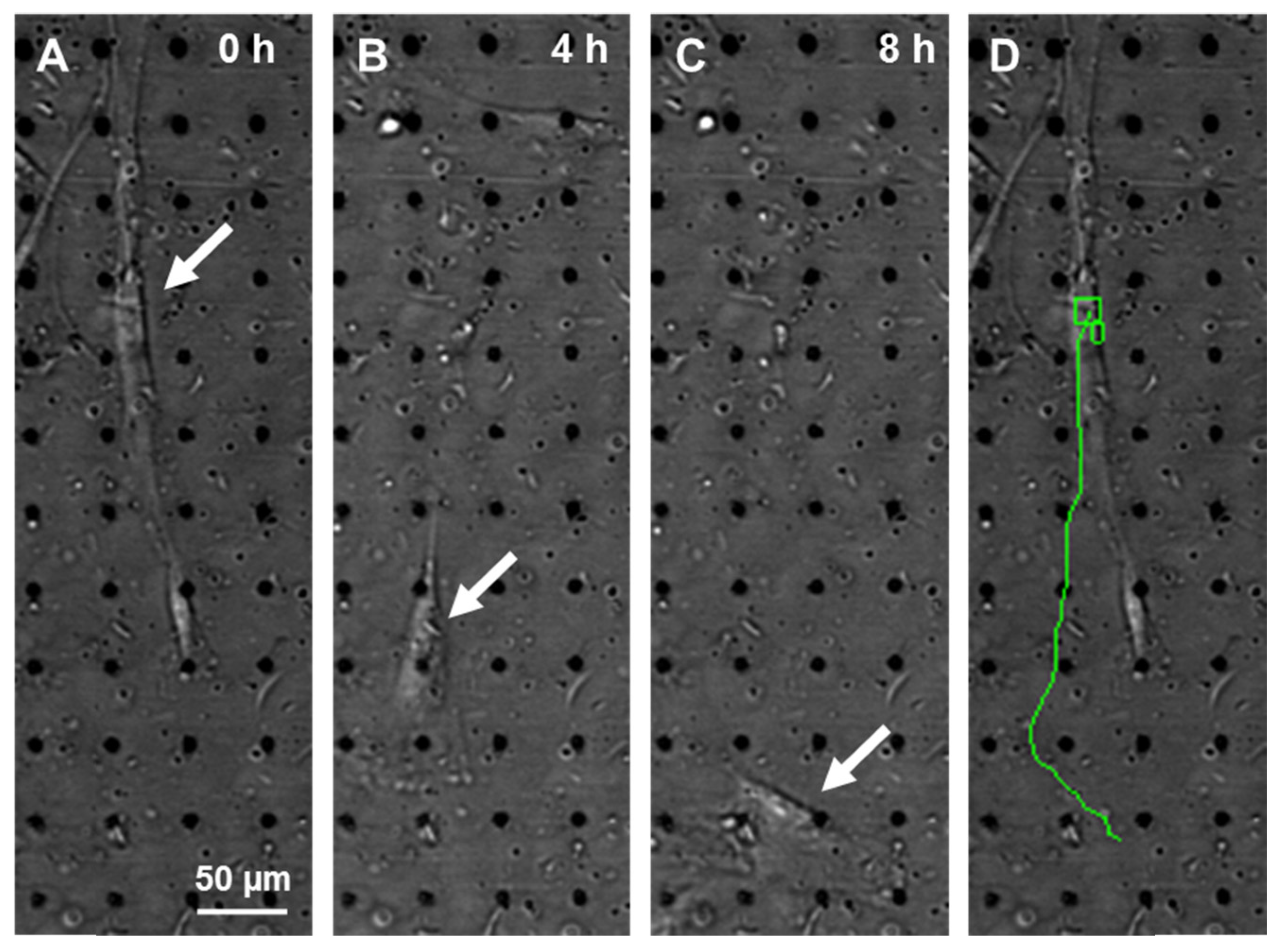 Medicina 53 00203 g003