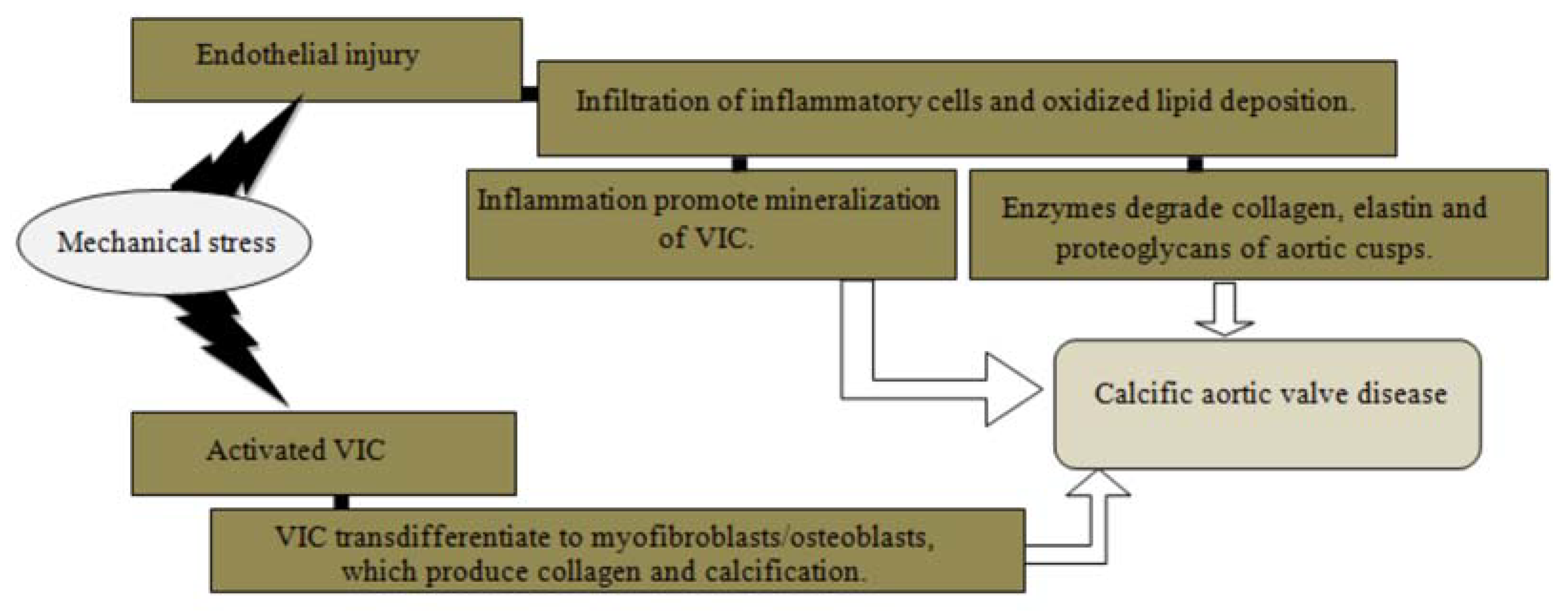 Medicina 54 00024 g001