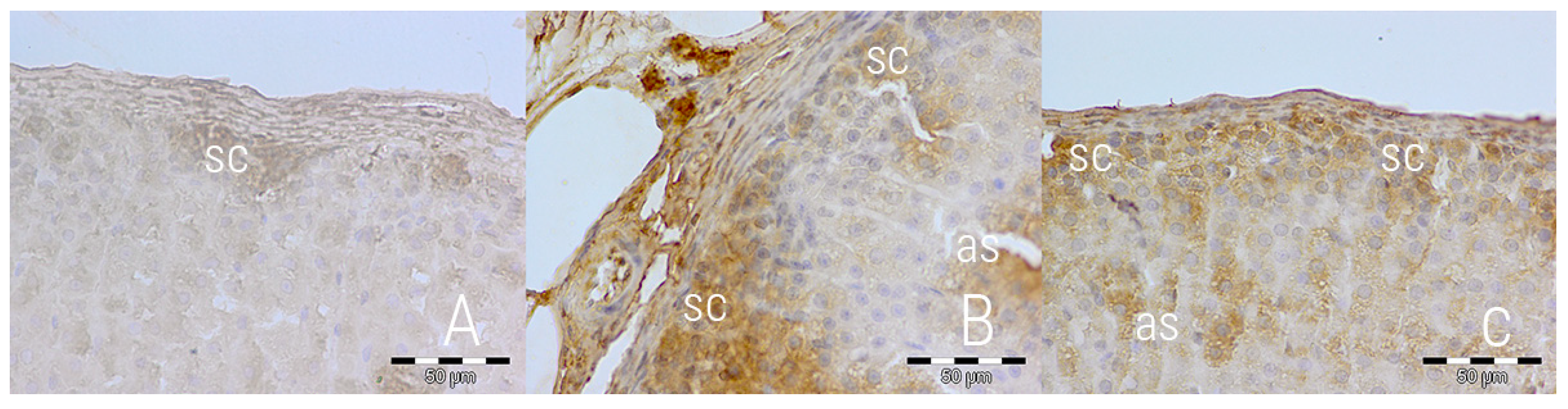 Medicina 54 00090 g003