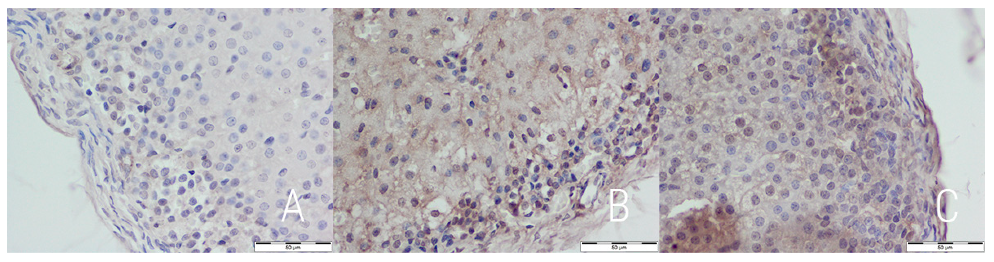 Medicina 54 00090 g005