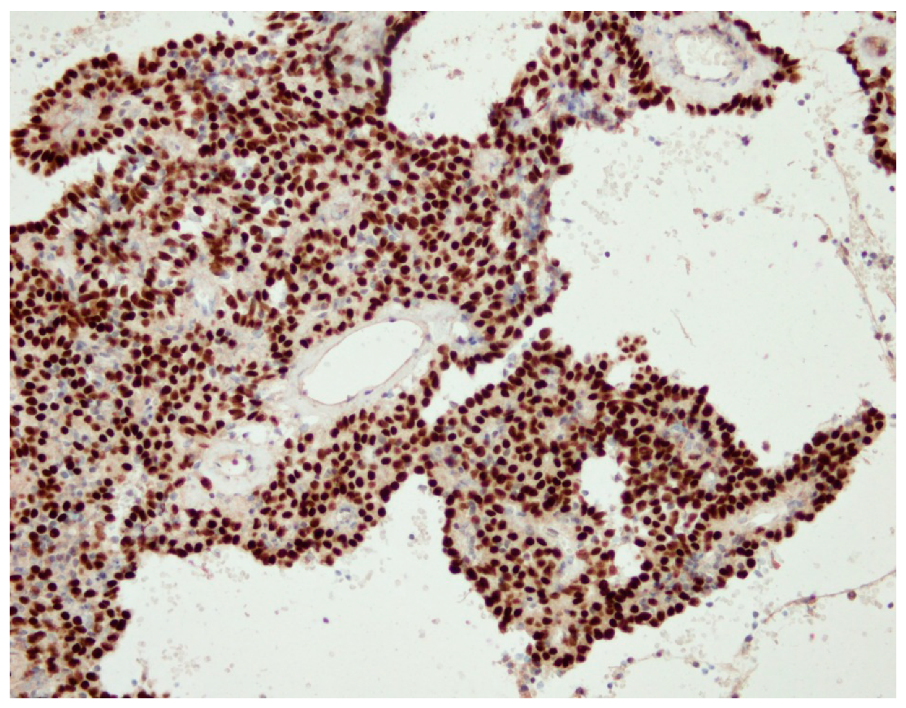 Medicina 55 00027 g002 Medicina 55 00027 g002