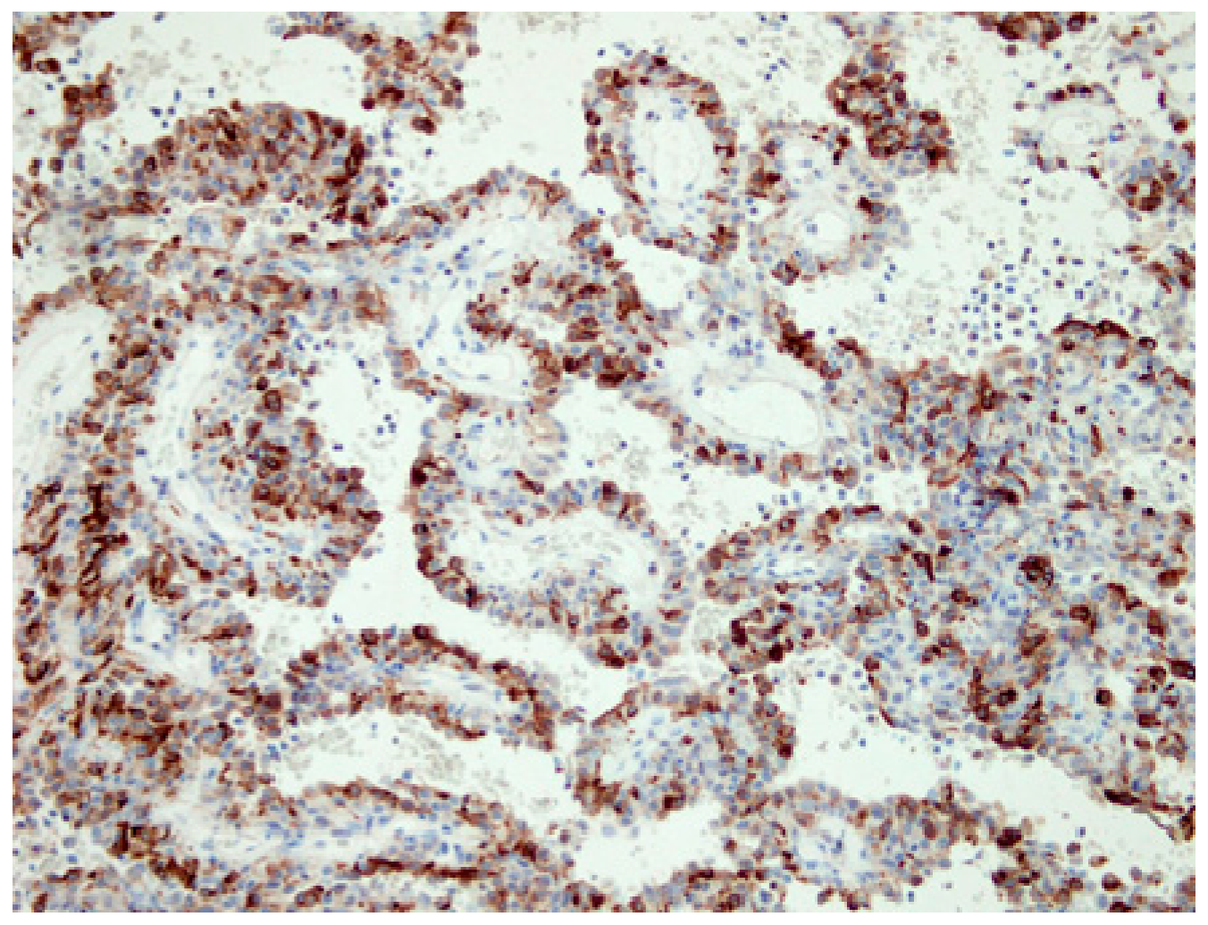 Medicina 55 00027 g003 Medicina 55 00027 g003