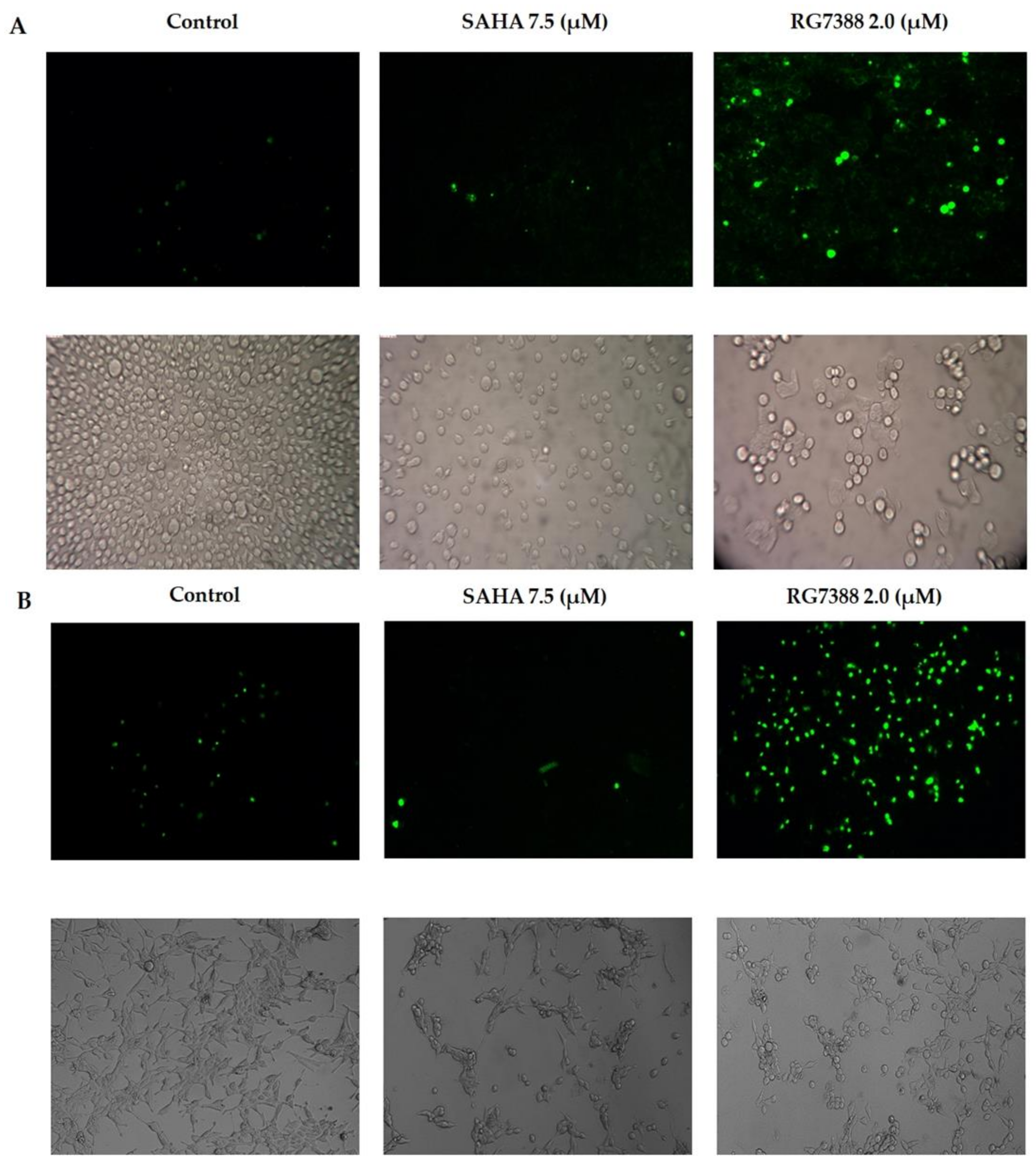 Medicina 55 00030 g005 Medicina 55 00030 g005