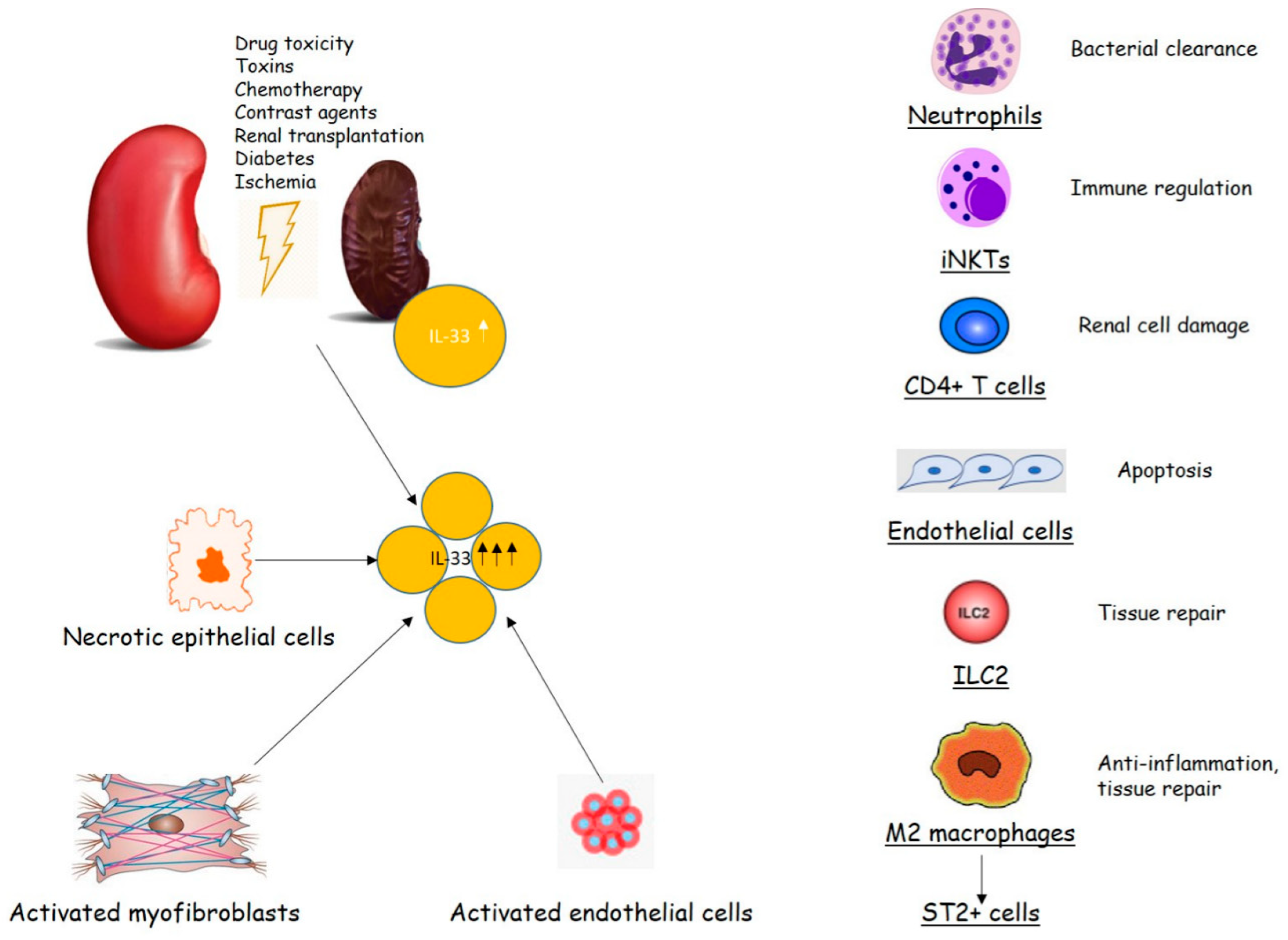 Medicina 55 00050 g001